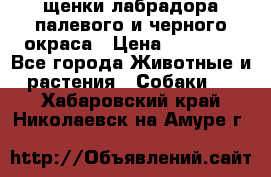 щенки лабрадора палевого и черного окраса › Цена ­ 30 000 - Все города Животные и растения » Собаки   . Хабаровский край,Николаевск-на-Амуре г.